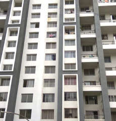 kolte-patil cilantro