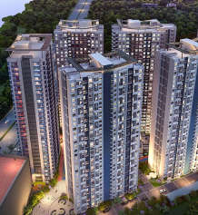 geras-joy on the treetops