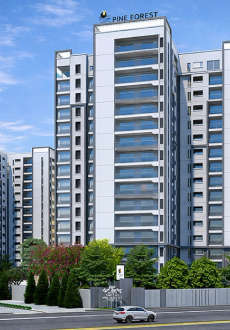 prestige-pine forest