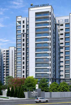 Prestige Pine Forest