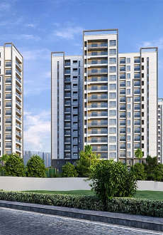 prestige-pine forest