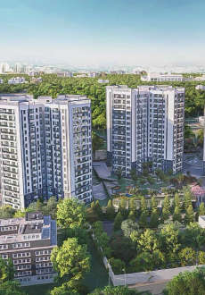 prestige-pine forest