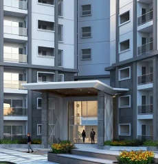 prestige-pine forest