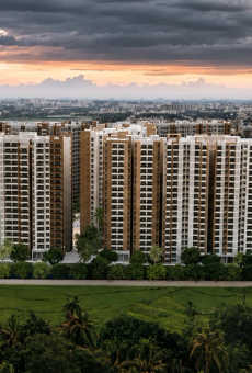 Prestige Evergreen