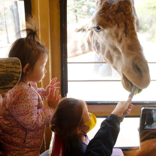 Feeding a giraffe at Lost Valley in Everland
