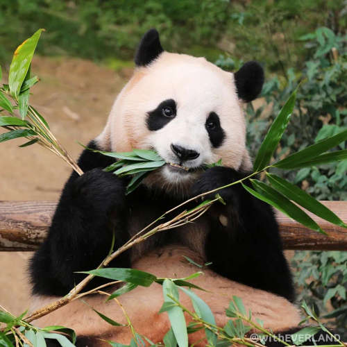Everland's panda Fu Bao is eating bamboo leaves