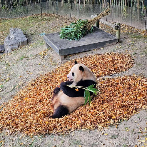 Everland's panda Fu Bao is resting on fallen leaves