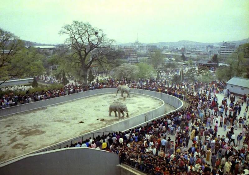 Photos of Changgyeonggung Palace's zoo in 1975