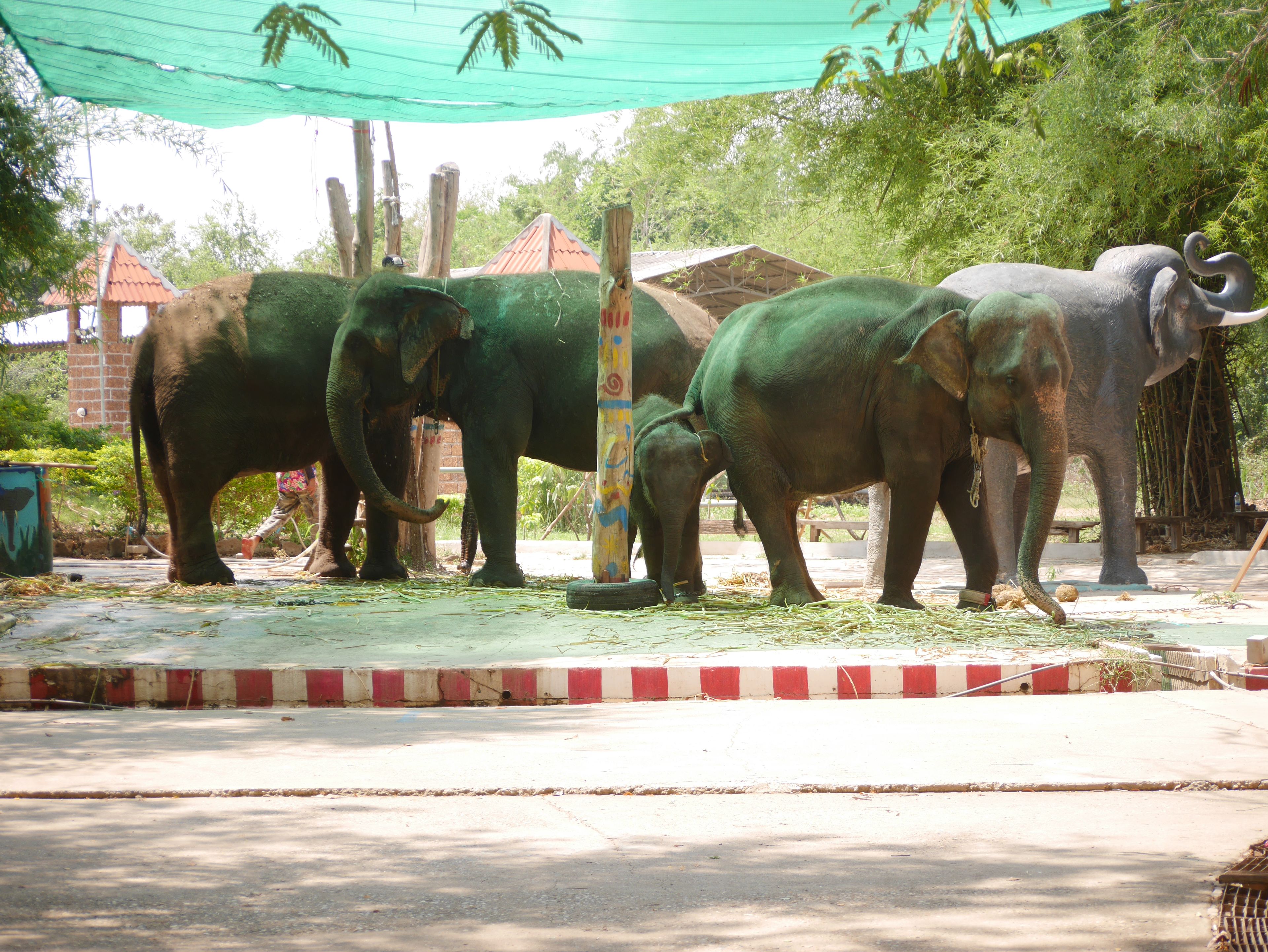 Safari Park,Kanchanaburi Elephants