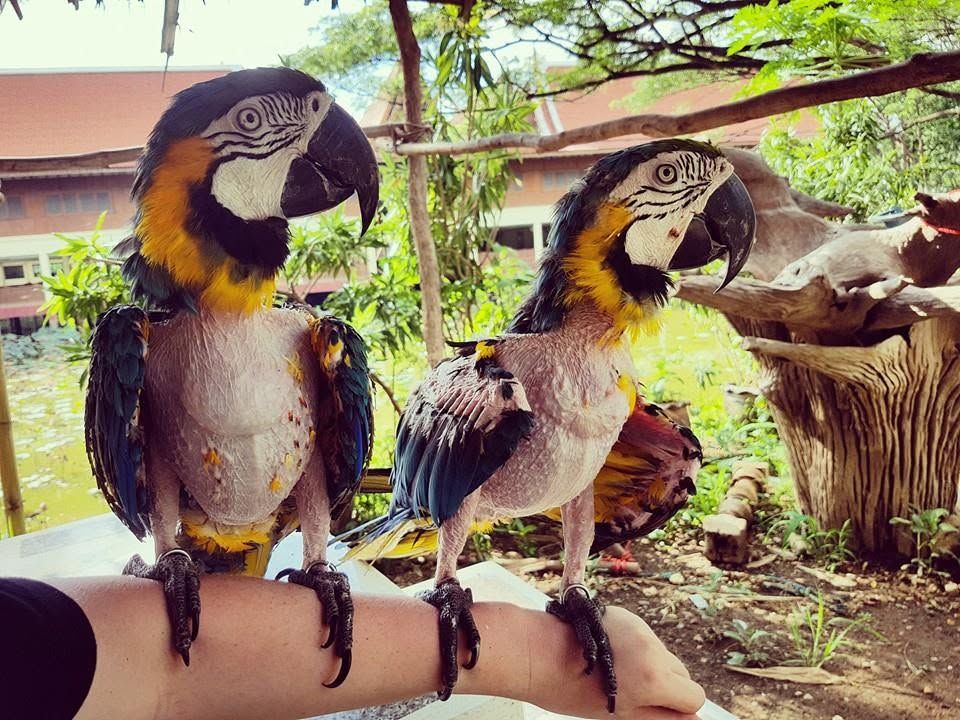 Safari Park,Kanchanaburi Birds