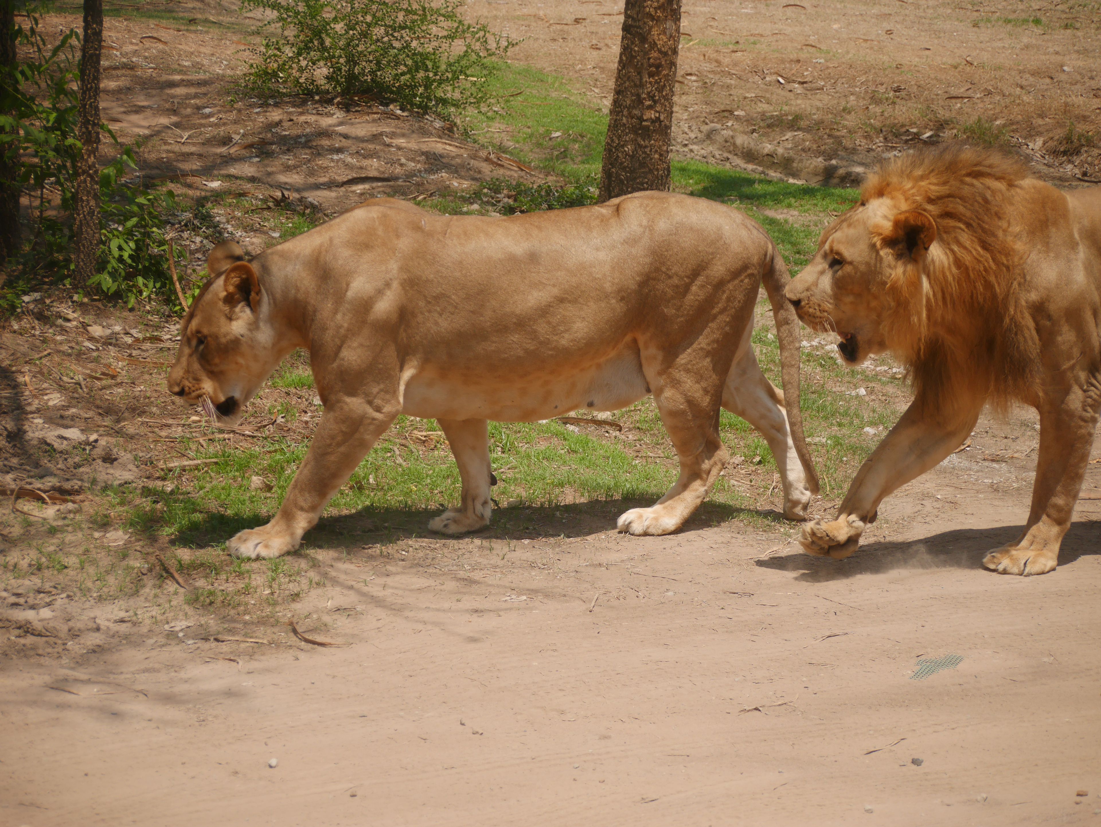 Safari Park,Kanchanaburi