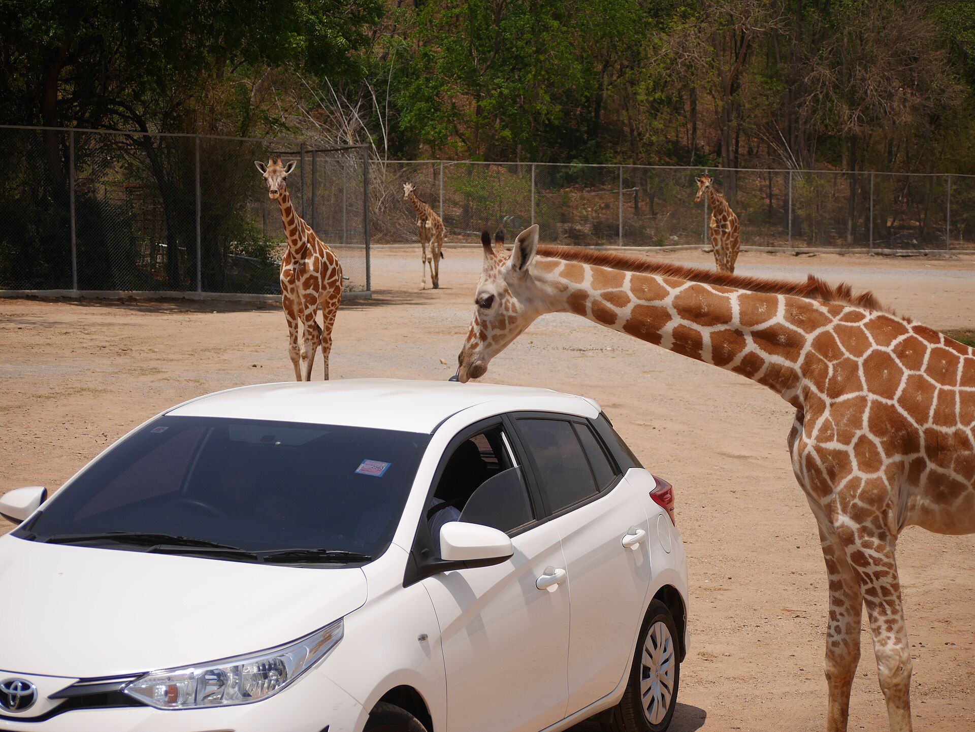 Safari Park,Kanchanaburi Giraffe