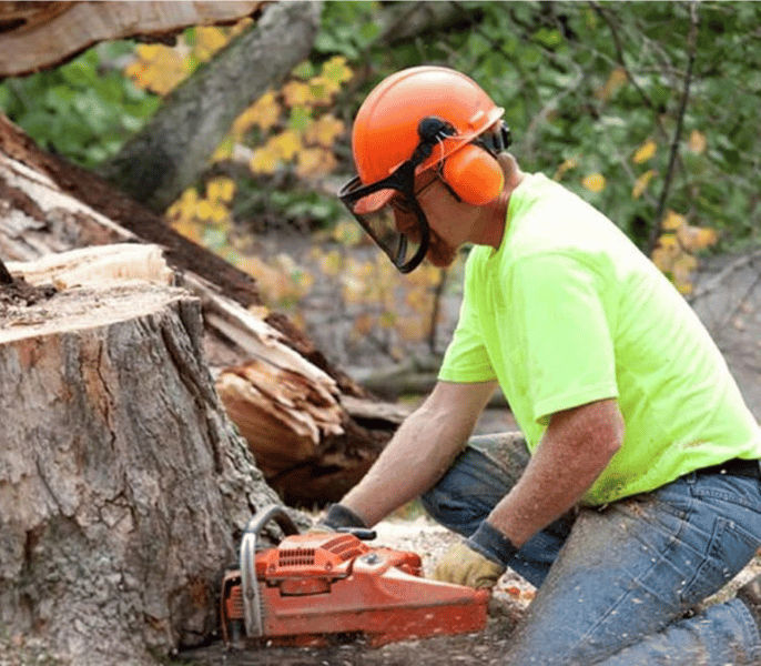 Tree Removal in Gakona, AK