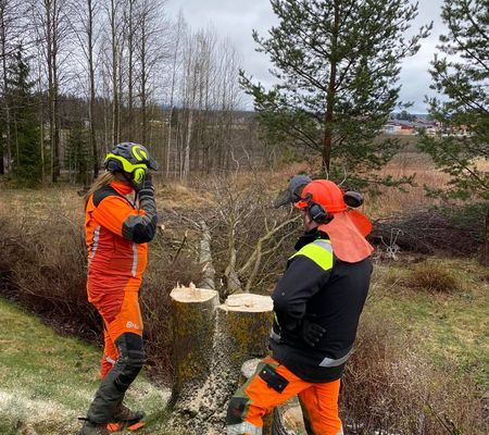 Två personer som har utfört trädfällning på tomt