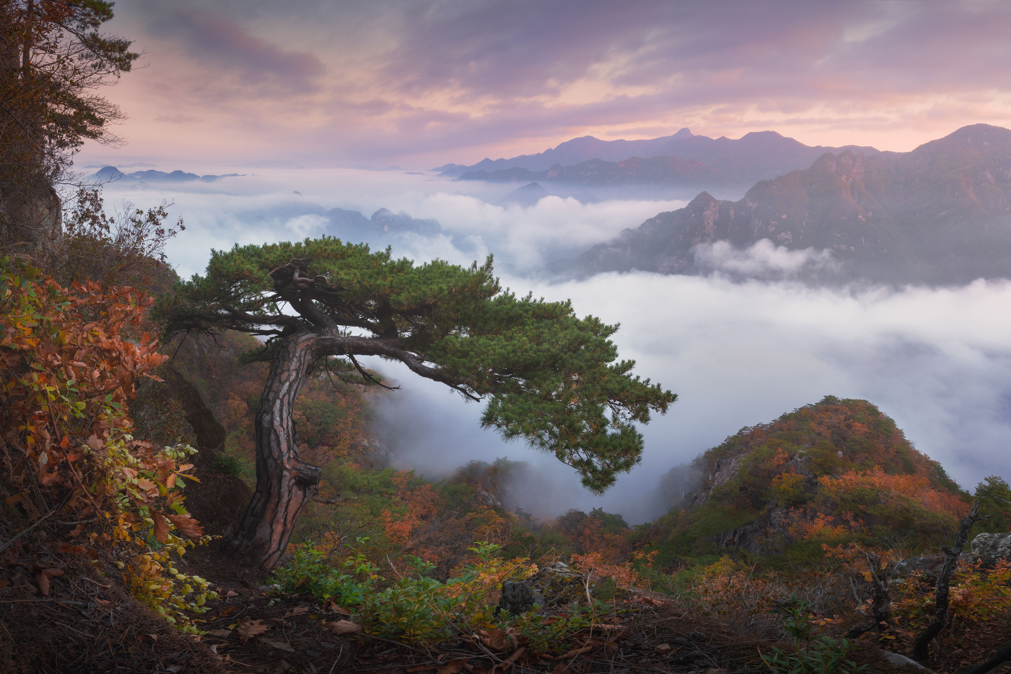 Dancing Korean pines #3