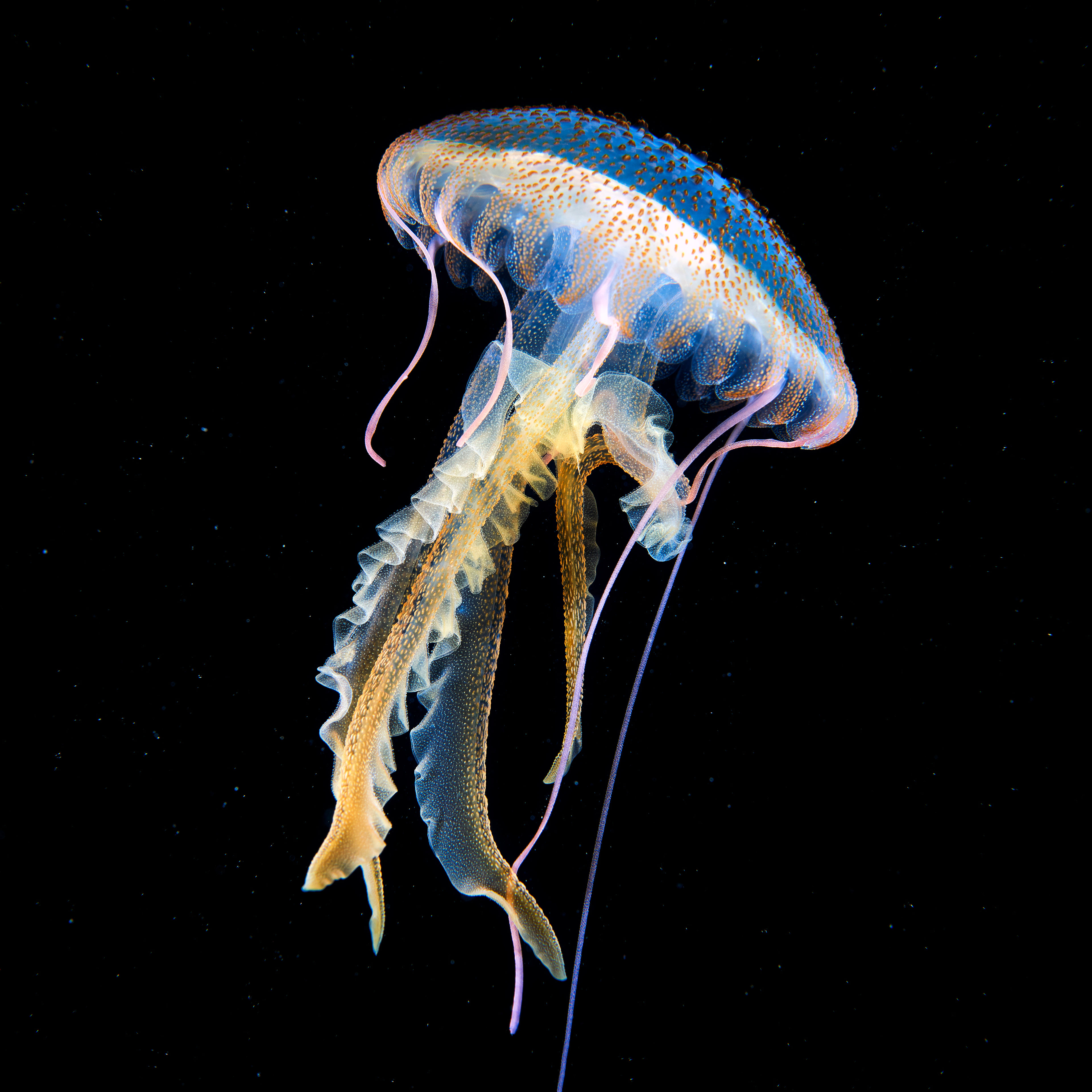 Pelagia noctiluca