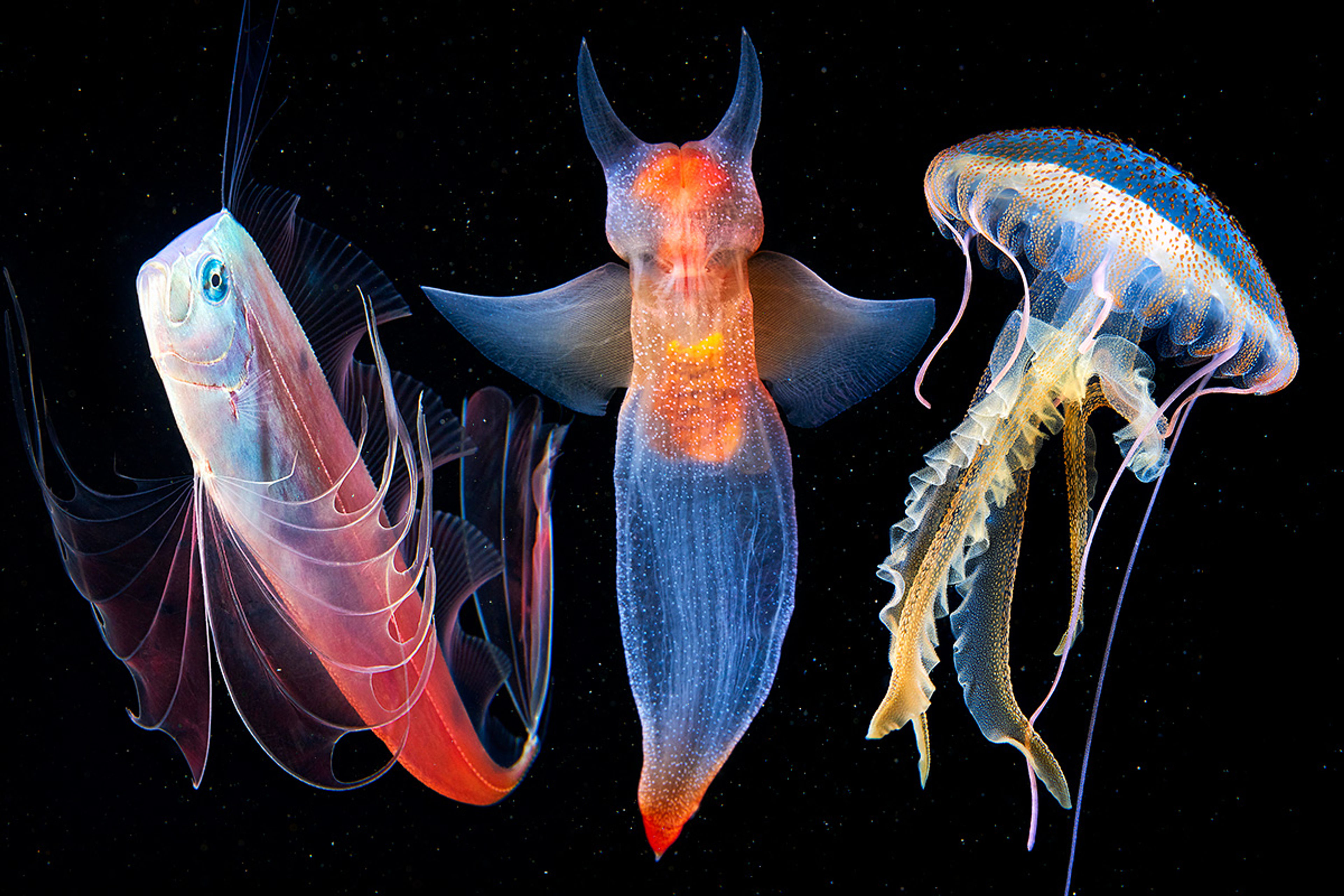 Jewels of the Deep Collection Header Image