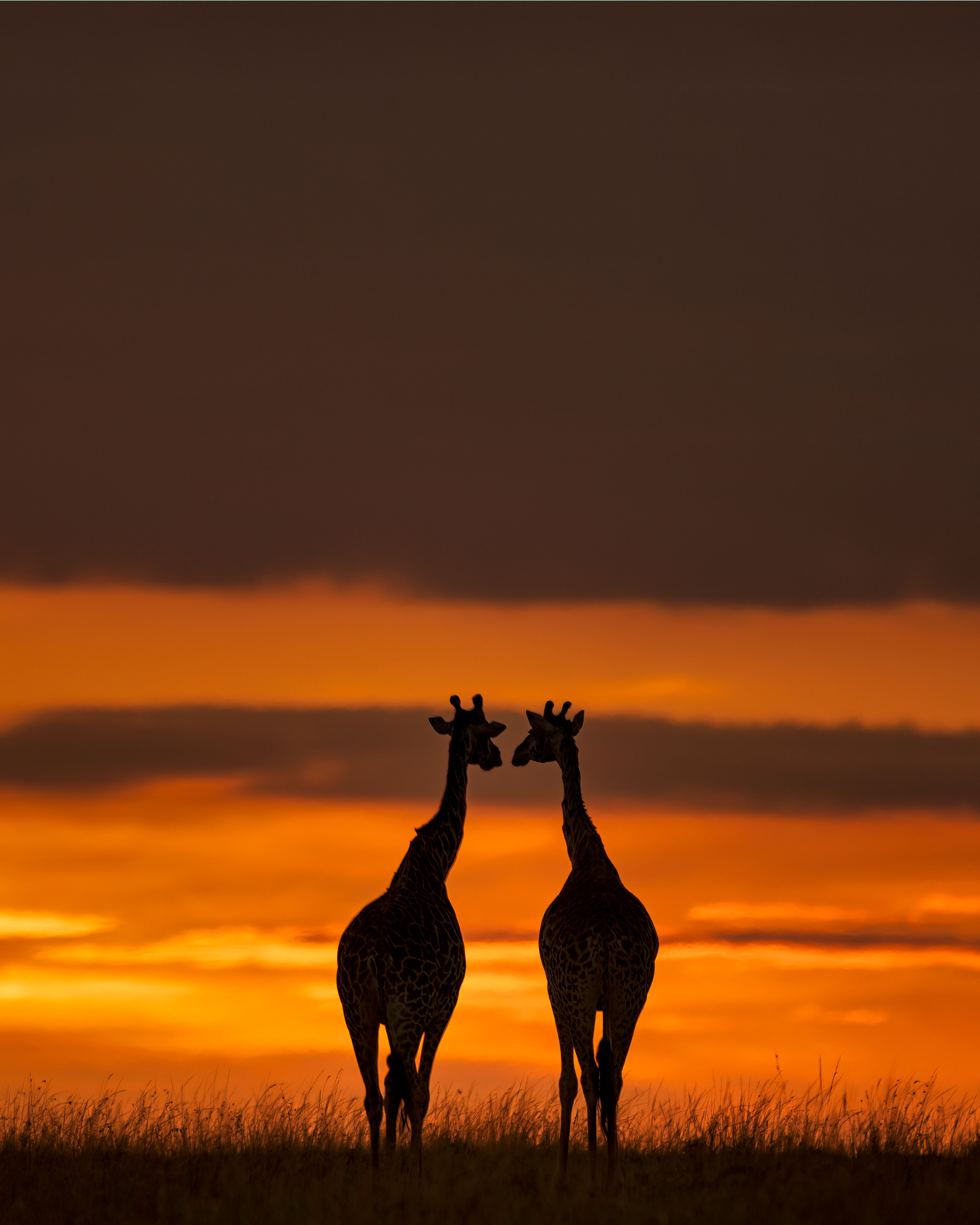 Two Giraffes with Sunrise