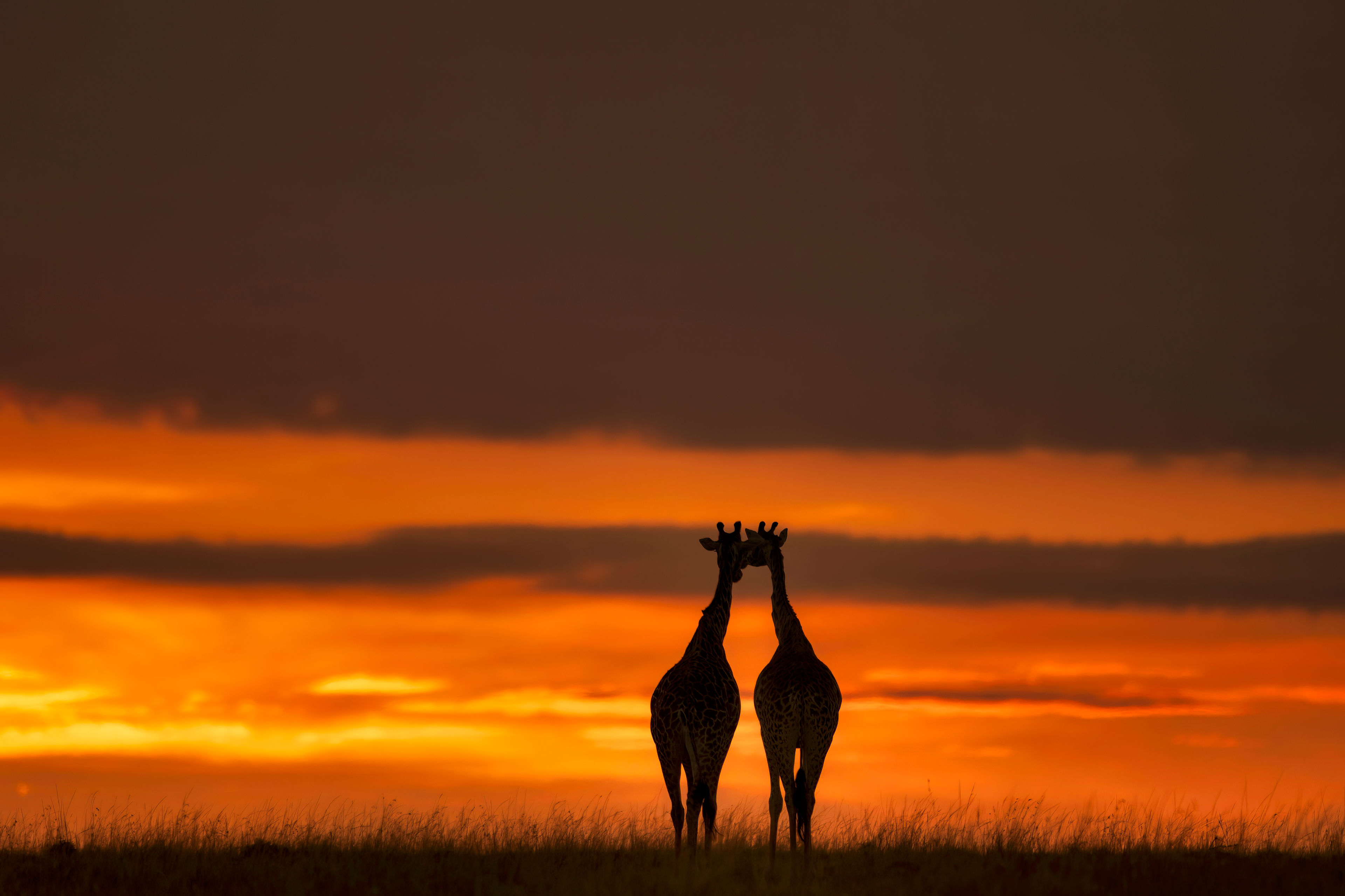 Two Symmetrical Giraffes with Sunrise