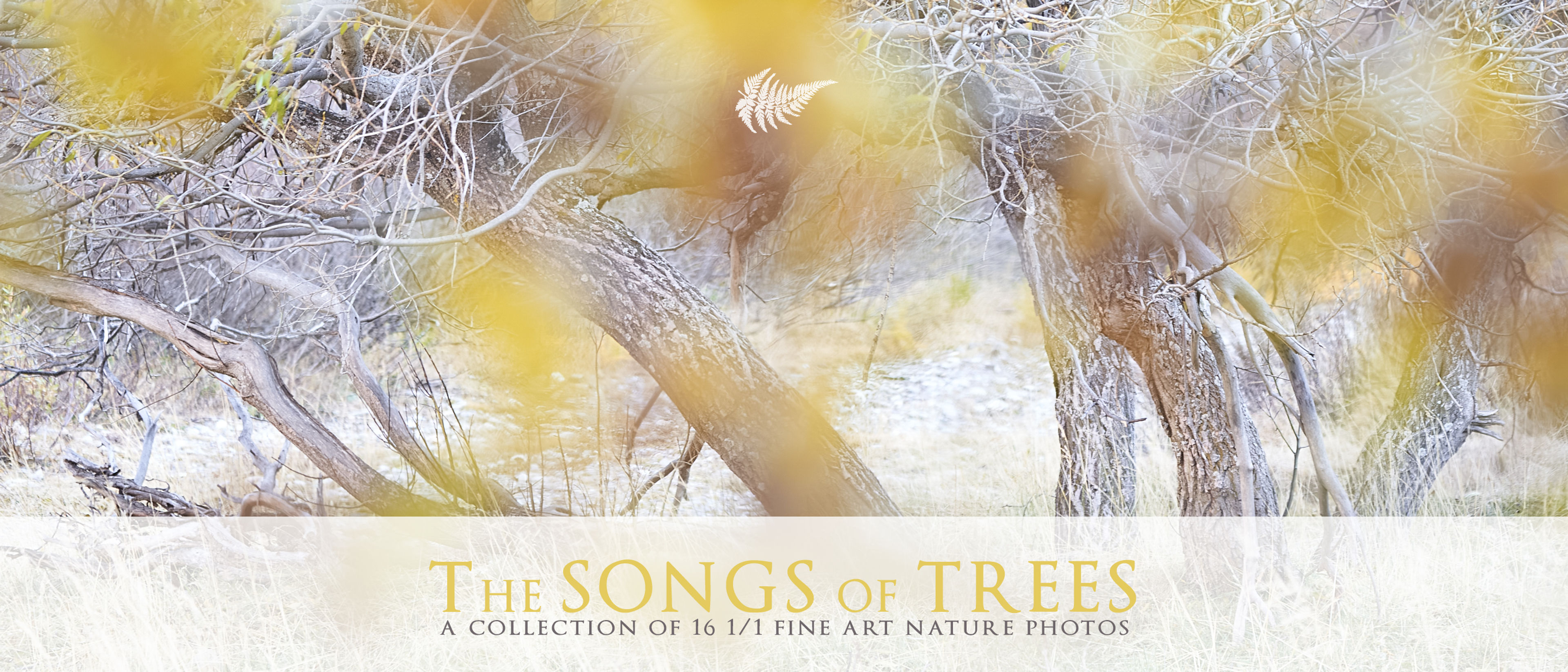 THE SONGS OF TREES by ANDREA CELLI Collection Header Image