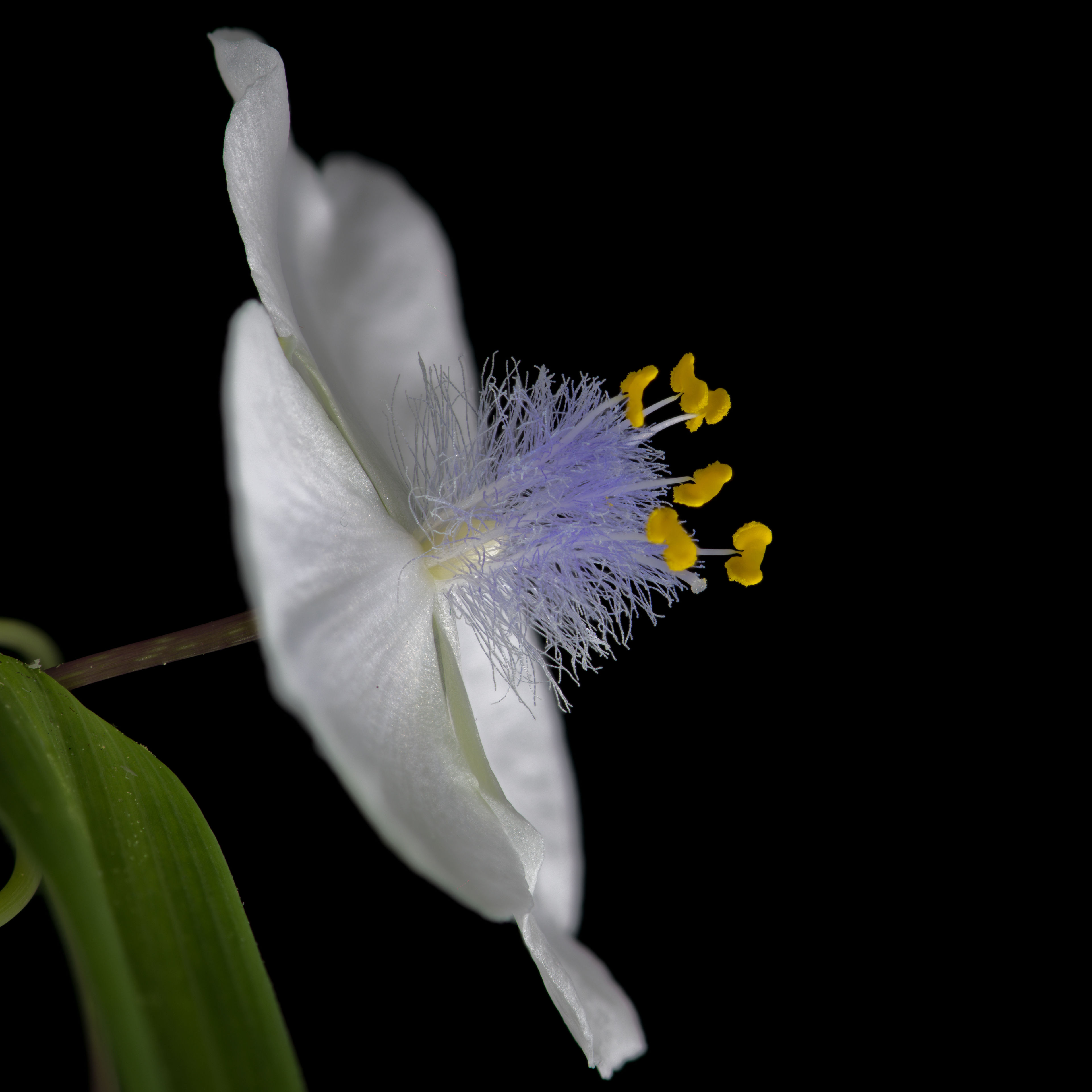 Dayflower