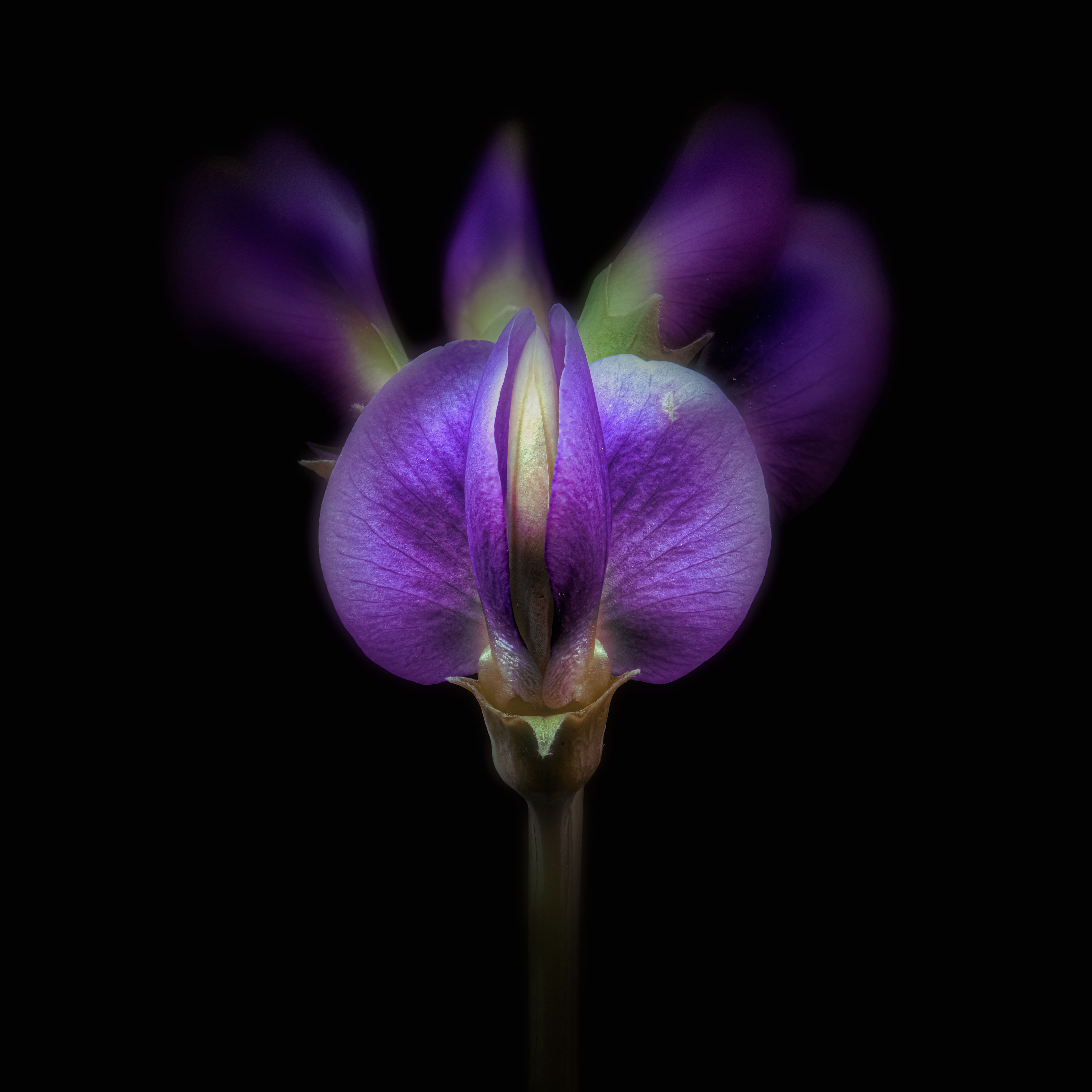 Blue False Indigo