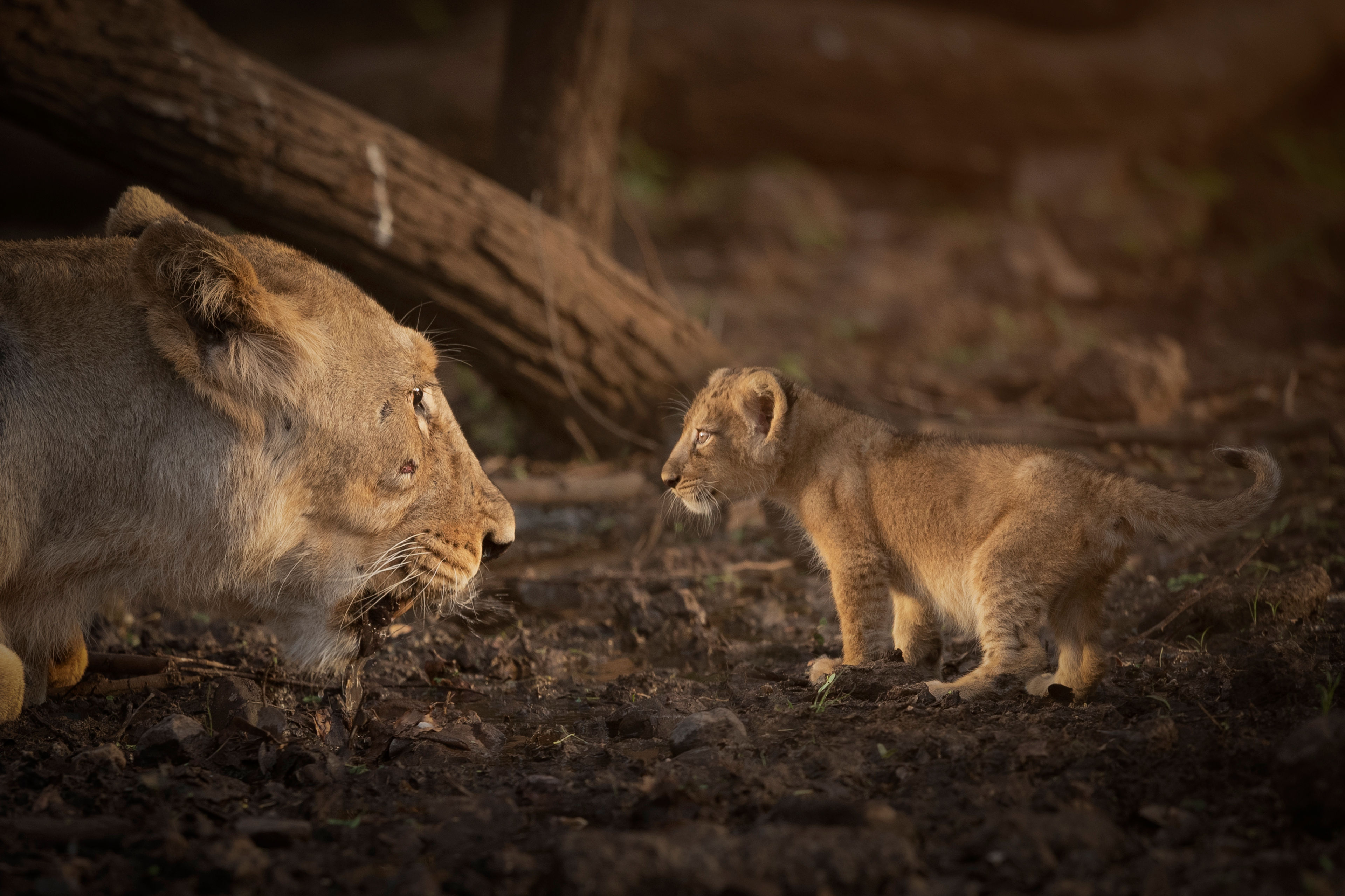 Mother’s guidance