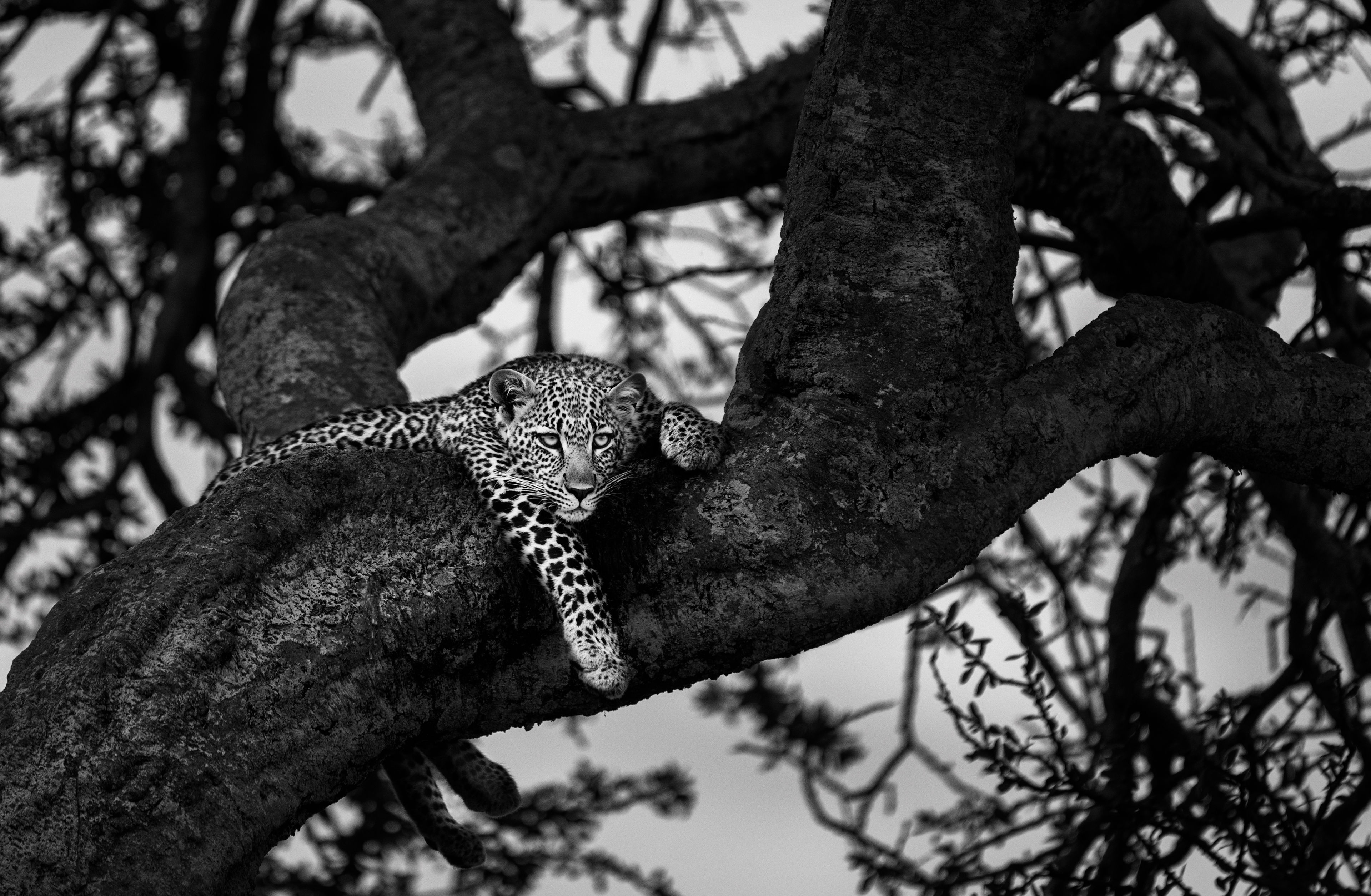 Leopard Looking On