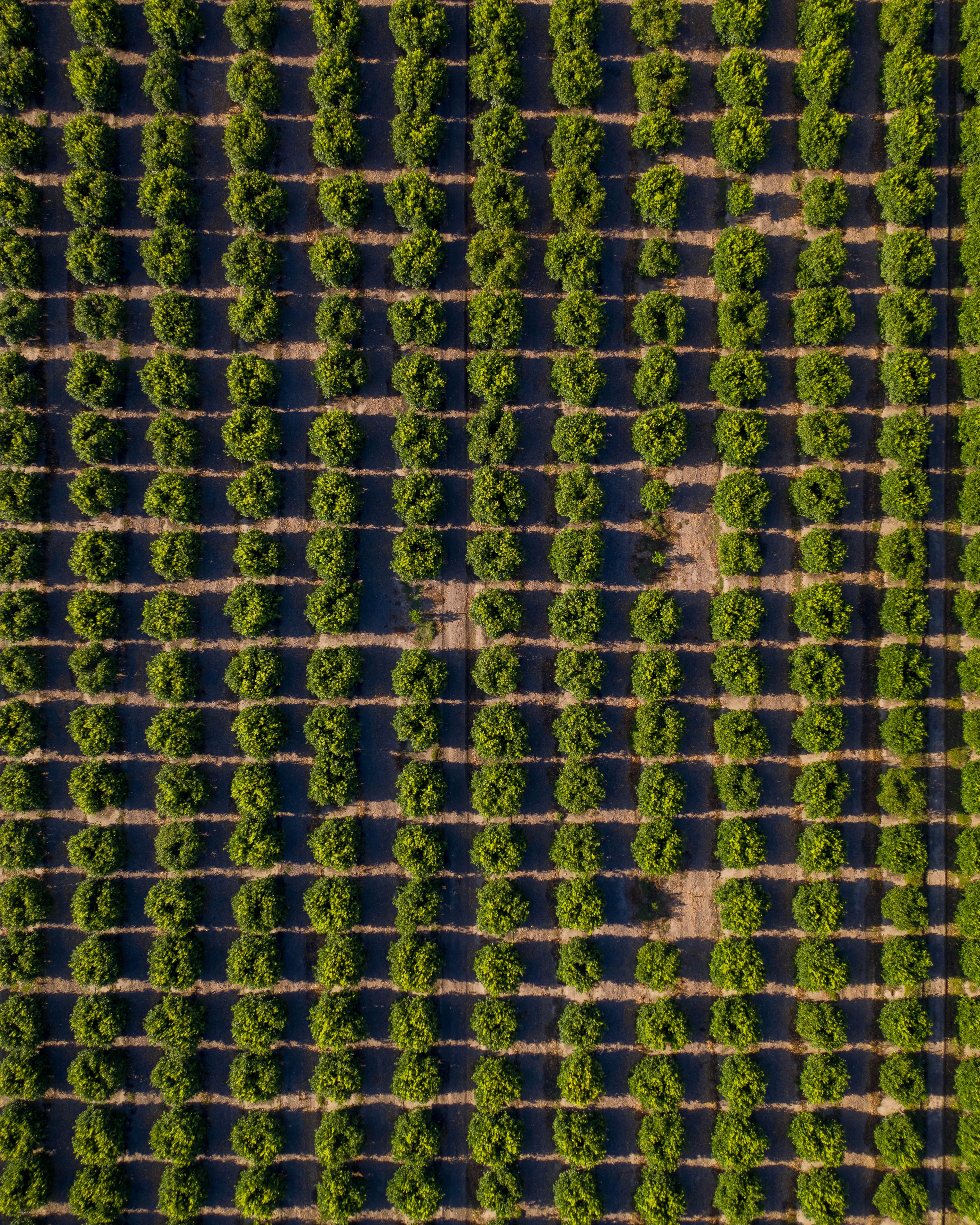 Patchwork Trees