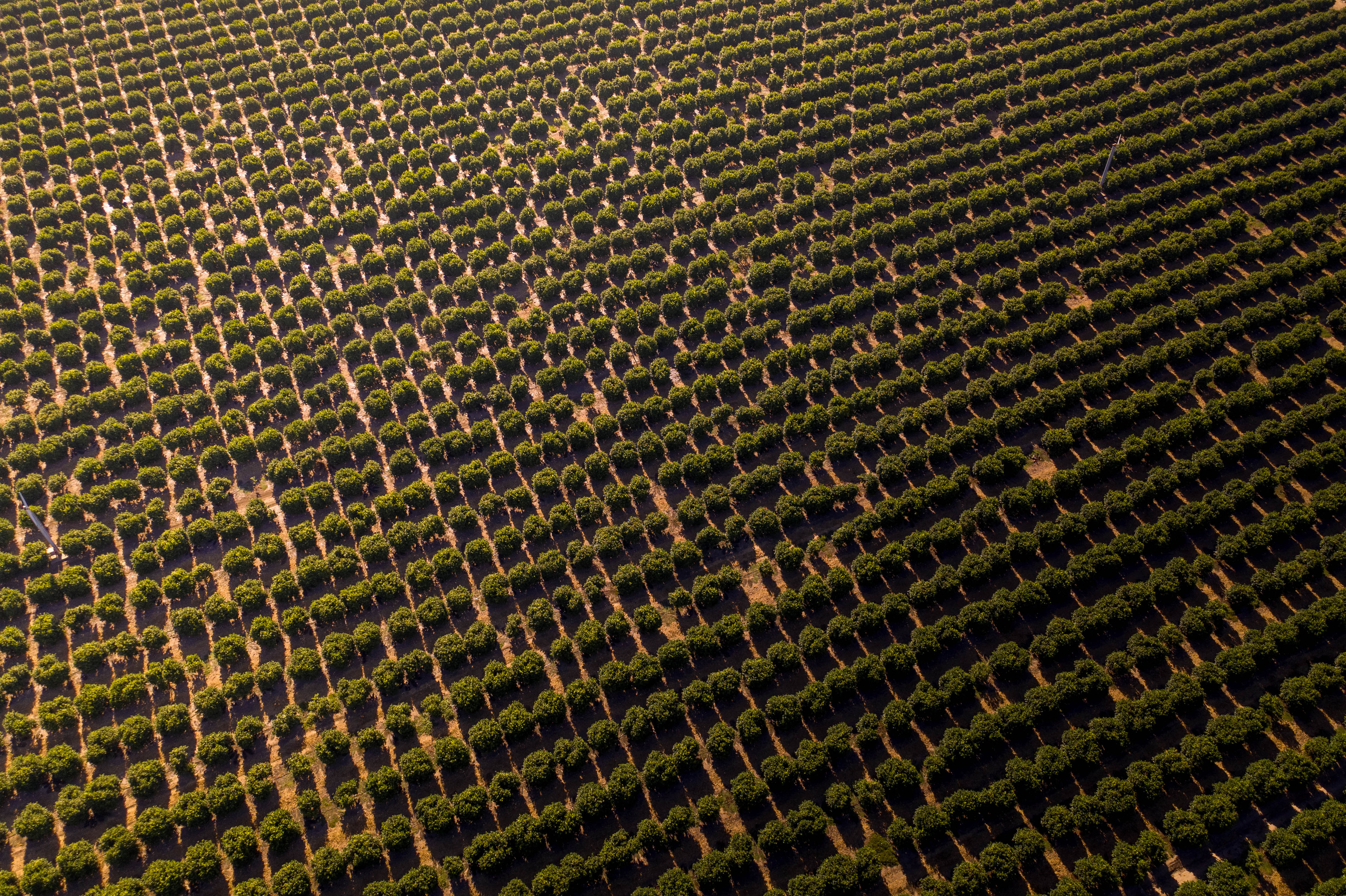 Army of Trees