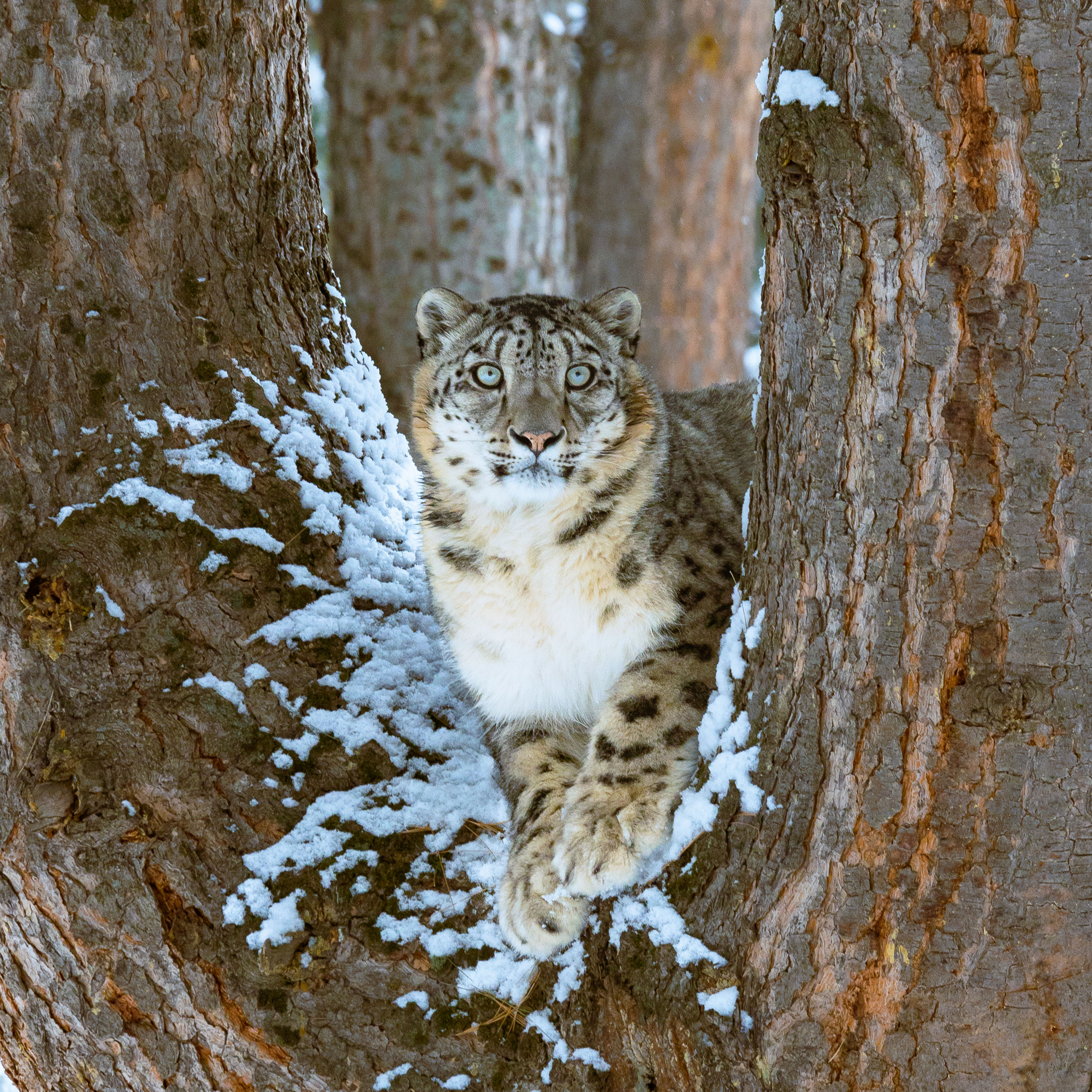 Counting the ghosts of the mountains: sampling snow leopard