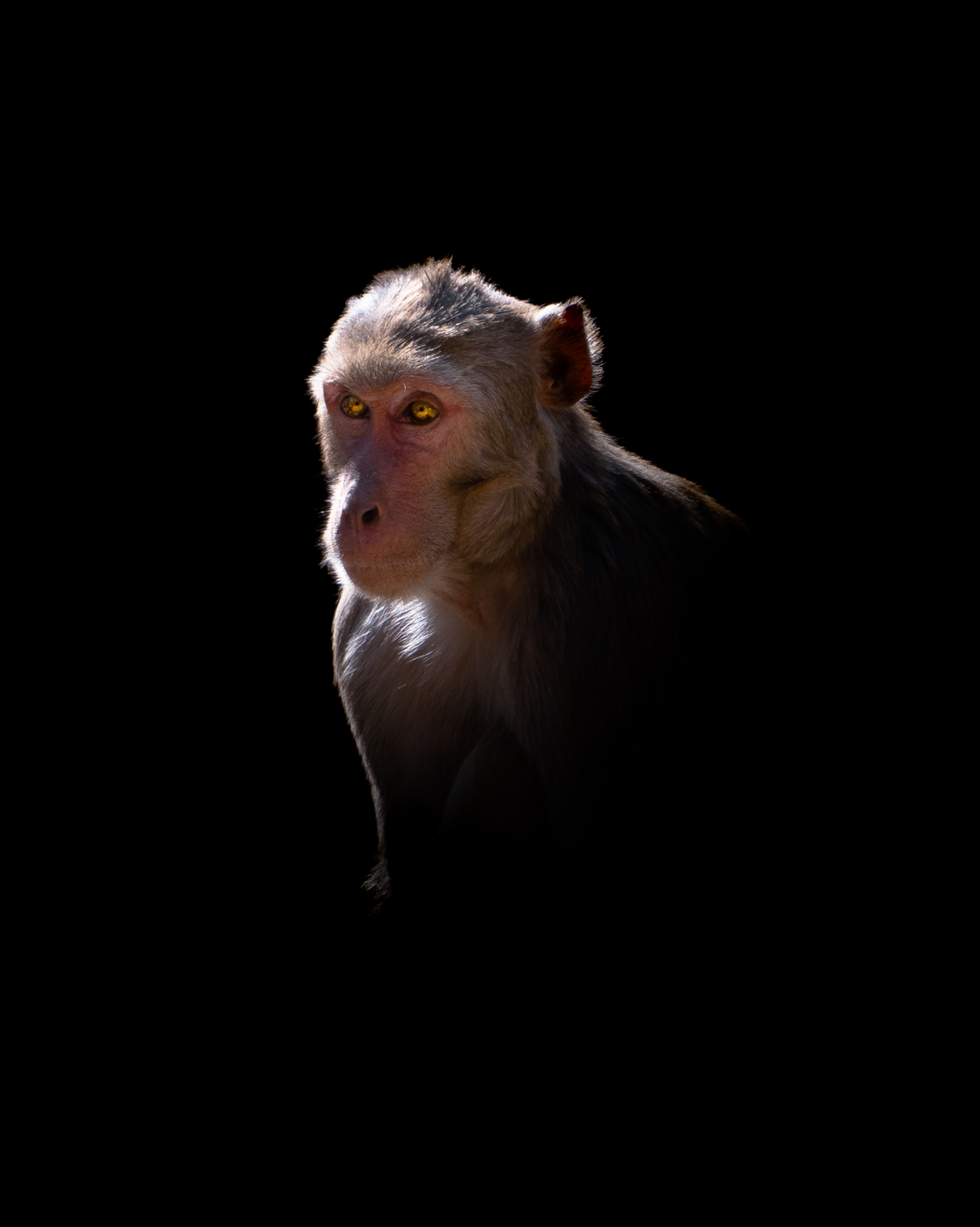 APE OF JAIPUR