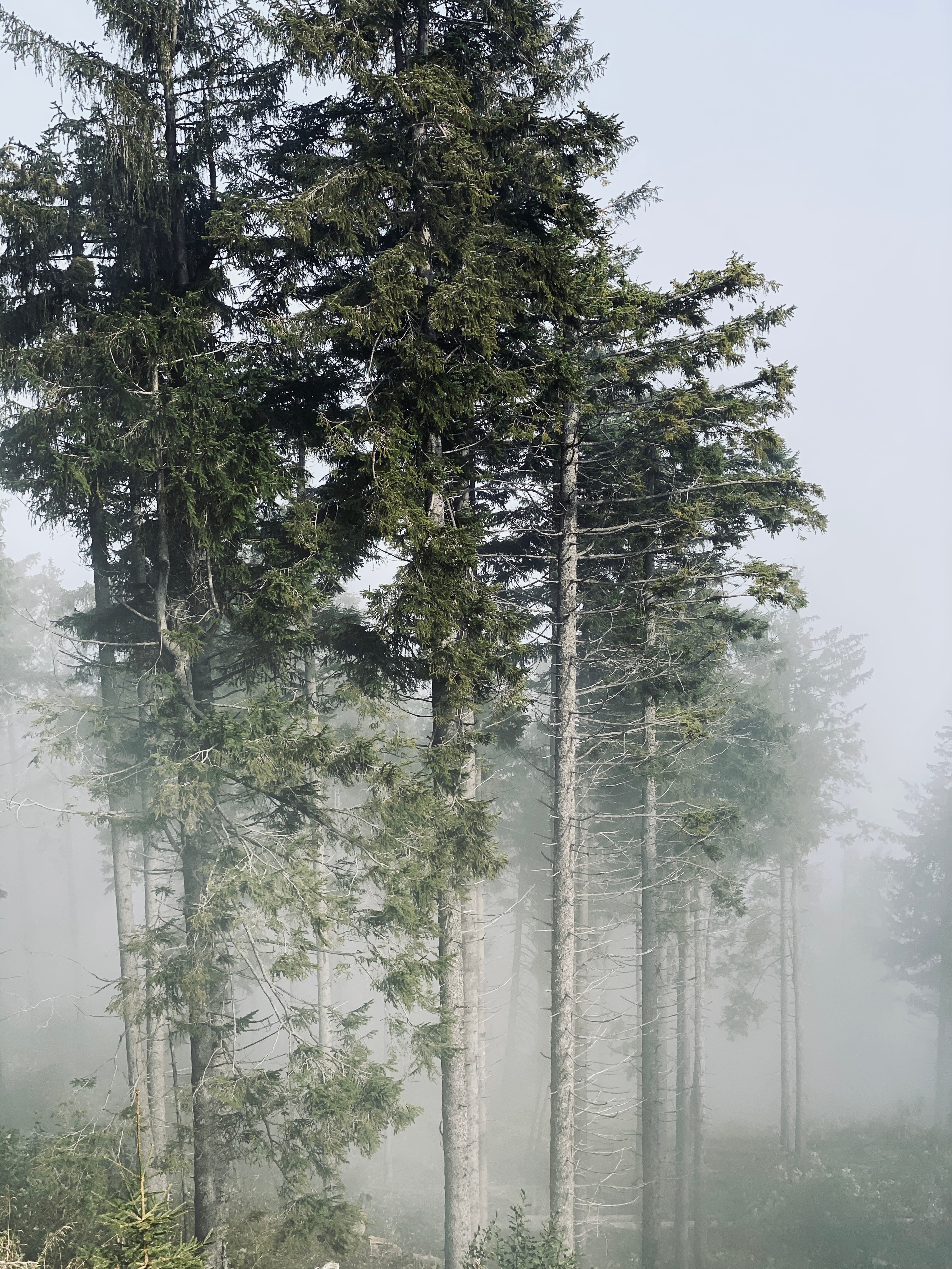 Fogy Trees