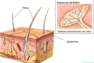 receptores del sentido del tacto
