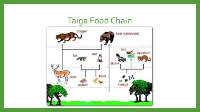 taiga food chain