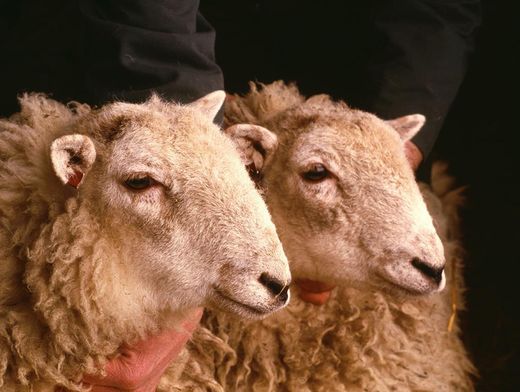 Is animal cloning good? by lundbbry on emaze Is animal cloning good? by lundbbry on emaze