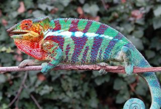 Chameleon Returns After Missing for a Century