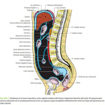 peritoneo visceral vs peritoneo parietal