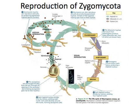 phylum zygomycota life cycle