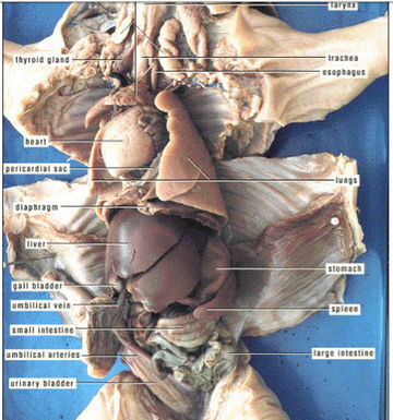 fetal pig rectum