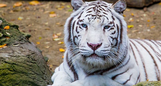 tigre blanco en peligro de extincion