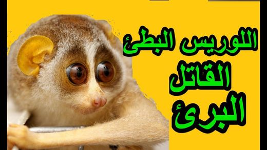حيوانات لطيفة ممكن تقتلك By Amneh7754 On Emaze