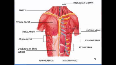 Torax, abdomen y dorso