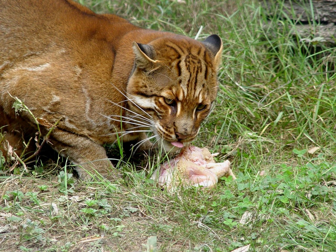 el puma que come