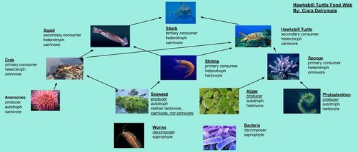 Hawksbill Sea Turtle Food Chain