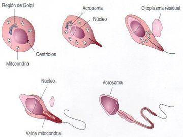 Espermiogenesis