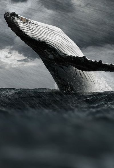 blue whale tumblr