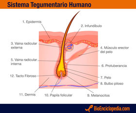 diagrama del sistema tegumentario