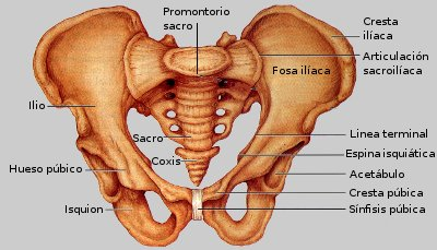 Pelvis Cintura Pelvica