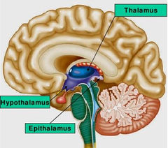 epithalamus